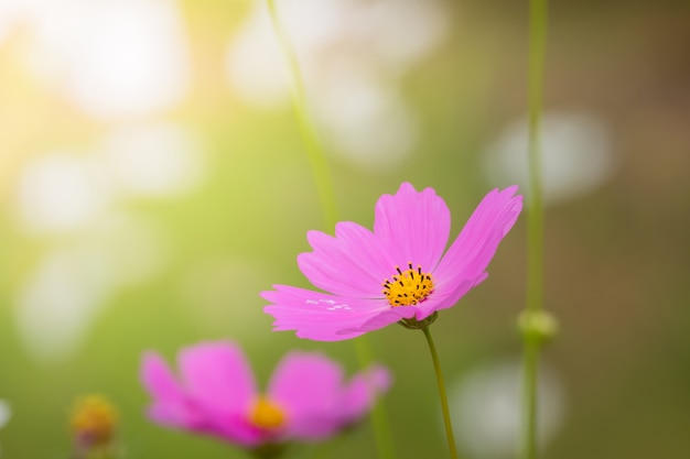 image de fond des fleurs colorées