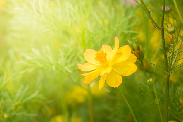 L&#39;image de fond des fleurs colorées