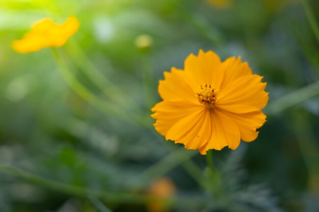 L'image de fond des fleurs colorées