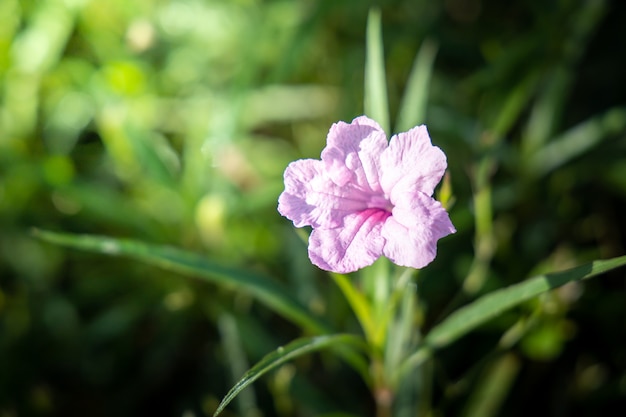 L'image de fond des fleurs colorées