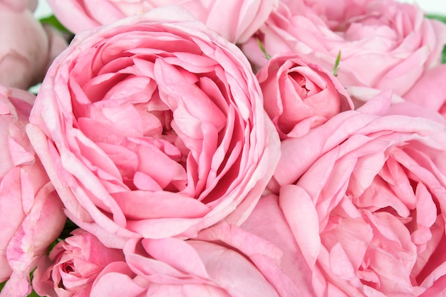 Image de fond de roses romantiques roses closeup