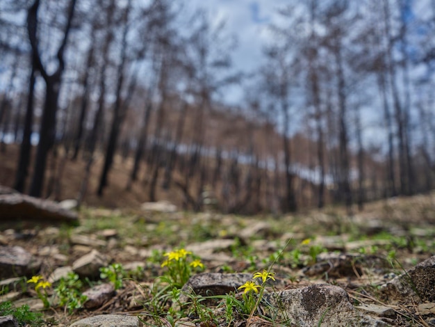 Image d'une forêt après un incendie