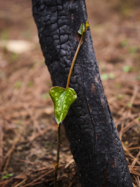 Image d'une forêt après un incendie