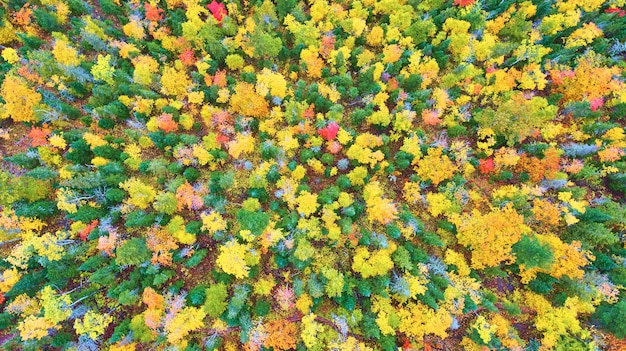 Image de la forêt d'automne avec des arbres rouges, jaunes, verts et oranges
