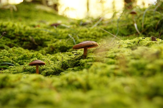 Photo l'image de la forêt de champignons