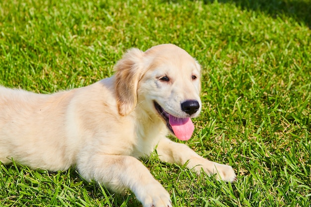 Image de Golden Retriever haletant dans l'herbe