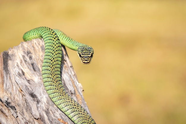 Image de Golden Tree Snake (Chrysopelea ornata) sur le moignon. Reptile. Animal.