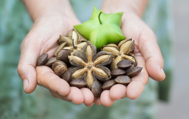 Photo image de graine de cacahuète sacha inchi dans les mains