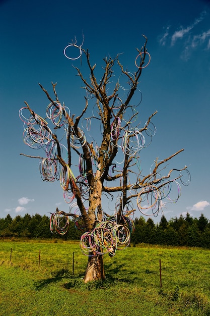 Image d'un grand arbre sans feuilles couvert de cerceaux