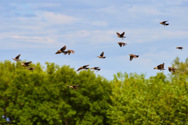 Image d'un grand groupe de petits oiseaux volant à travers la forêt