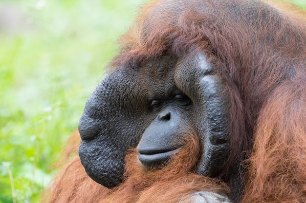 Photo image d'un grand singe orange orang-outan mâle.