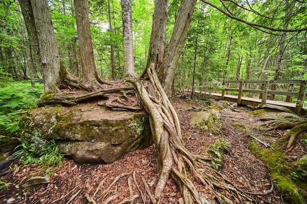 Image de grands arbres poussant au sommet d'un rocher avec des racines étendues au-dessus du sol à côté d'un chemin de randonnée