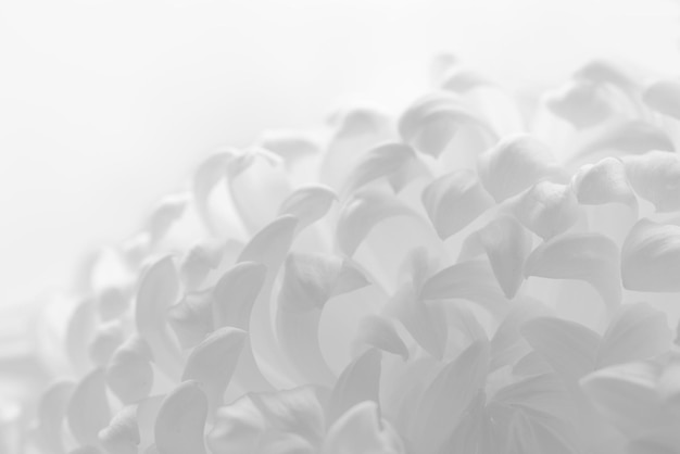 Image en gros plan de la belle fleur de chrysanthème rose sur fond blanc