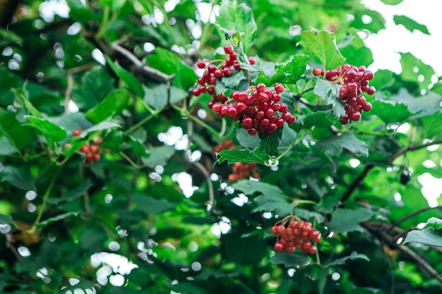 Image en gros plan d'une branche de viorne avec des feuilles et des baies rouges brillantes