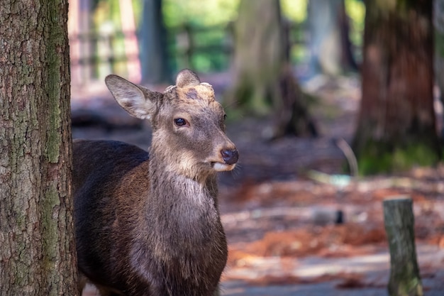 Image Gros plan d'un cerf sauvage dans le parc