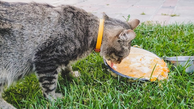 Image en gros plan d'un chat mignon buvant dans un bol en métal sur l'herbe à l'arrière-cour