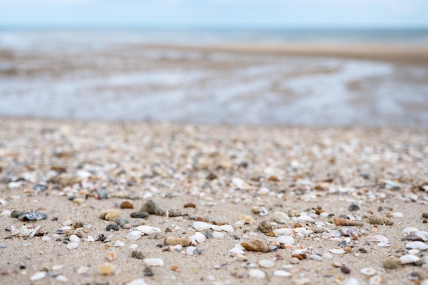 Image gros plan de coquillages sur la plage