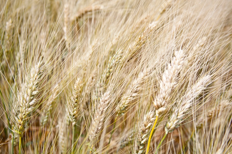 Photo image gros plan du champ de blé.