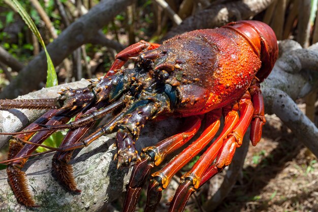 Image en gros plan du gros homard assis sur la branche d'arbre sec de l'arbre tropical délicieux