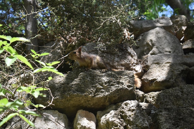 image en gros plan d'un écureuil dans son environnement naturel