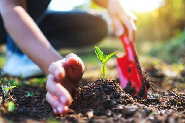 Image en gros plan d'une femme utilisant une pelle pour planter un petit arbre dans le jardin