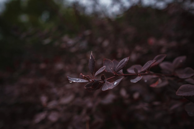 Image en gros plan des feuilles d'automne orange à la lumière douce