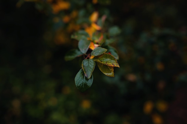 Image en gros plan des feuilles d'automne orange à la lumière douce