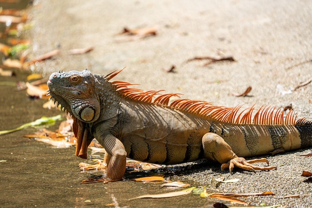 Photo image en gros plan de l'iguane mâle développant une coloration orange à rouge-orange pour la saison de reproduction