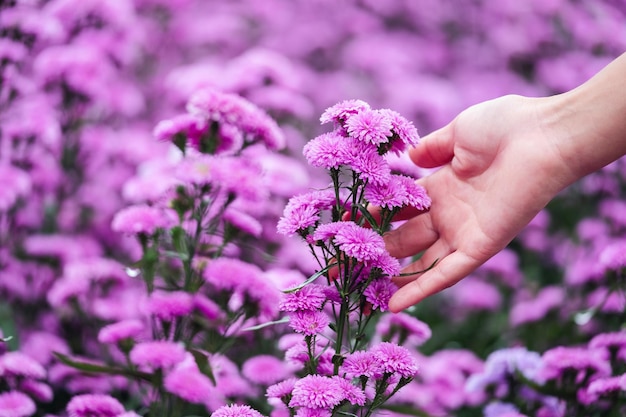 Image en gros plan de la main d'une femme touchant la belle fleur de Margaret dans le champ