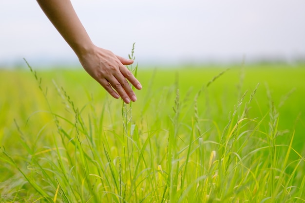 Image en gros plan d'une main de femme touchant du riz dans un champ