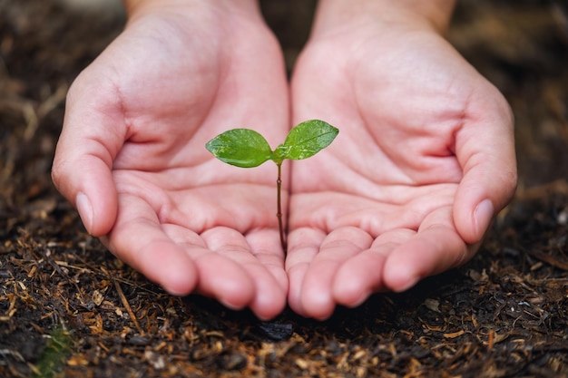 Image en gros plan de mains tenant et plantant un petit arbre sur le sol