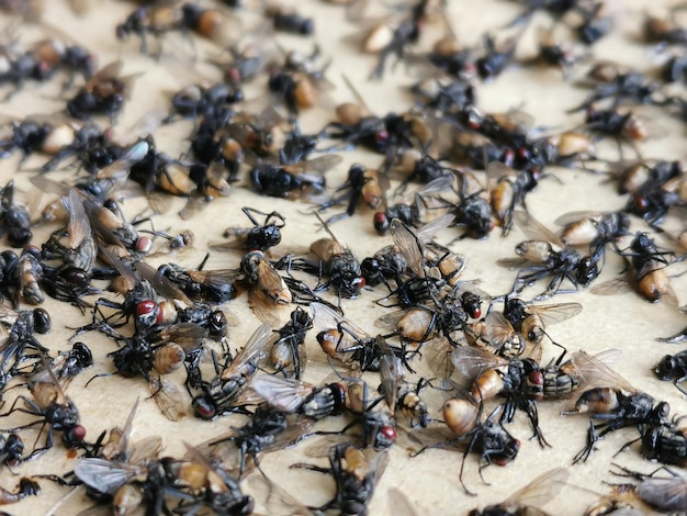 Image en gros plan de mouches mortes sur un piège à papier collant. Agents de transmission de maladies.