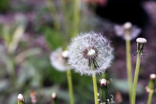 image en gros plan d'un pissenlit dans le jardin