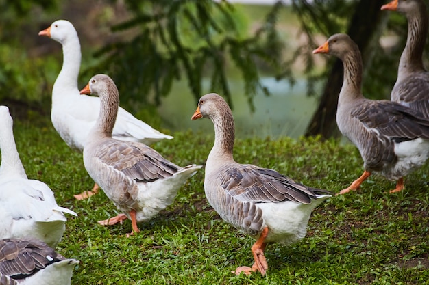 Image de groupe de canards sur l'herbe blanche, brune et noire