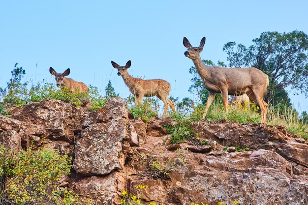 Image de groupe de cerfs au sommet des falaises dans le désert