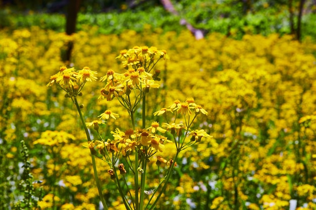 Image de groupe de petites fleurs jaunes de près au printemps