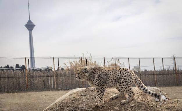 L'image d'un guépard iranien à côté de la tour Milad