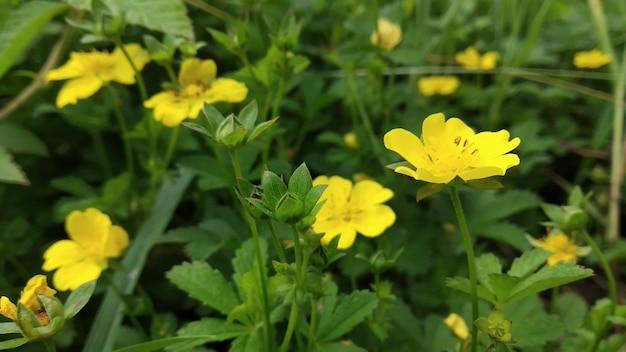 l'image de l'heure de pring