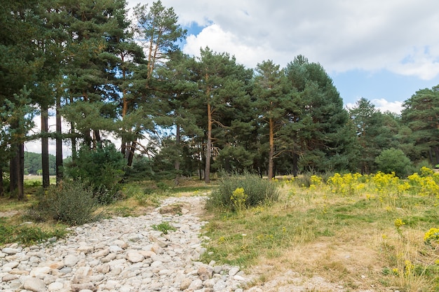 Image horizontale d'un chemin caillouteux à travers une forêt de pins entourée d'herbe verte et de fleurs jaunes avec ciel nuageux