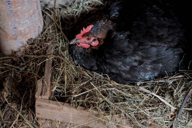 Cette image horizontale a une poule pondeuse de couleur noire sur son nid de paille