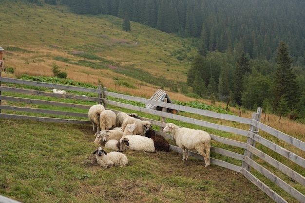 Image Horizontale D'un Troupeau De Moutons Se Prélassant Près D'une Clôture Parmi Les Montagnes Et Les Arbres Concept De Petite Entreprise De Production De Fromage Et De Produits D'origine Naturelle