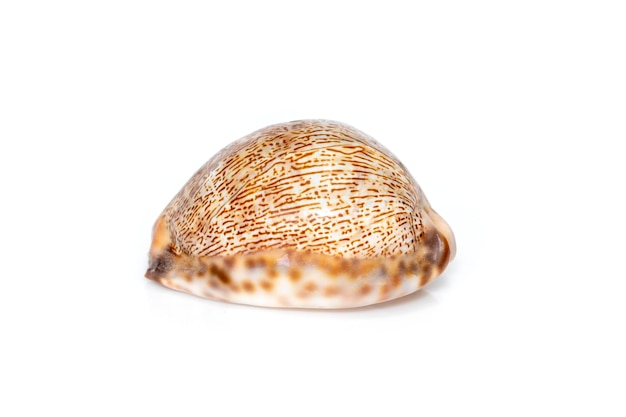 Image de Image de coquillages cypraea arabica sur fond blanc animaux sous-marins coquillages coquillages cypaea arabica sur fond blanc animaux sous-marins coquillages