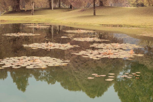 image infrarouge de la plante Nelumbo nucifera dans le lac