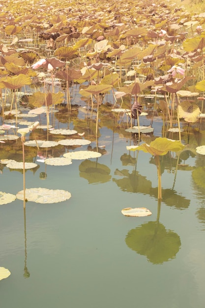 image infrarouge de la plante Nelumbo nucifera dans le lac