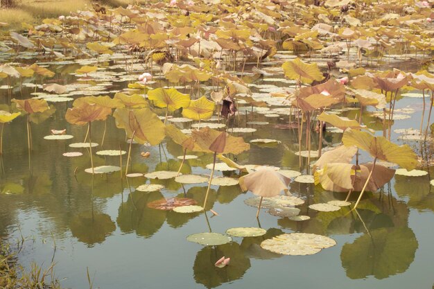 image infrarouge de la plante Nelumbo nucifera dans le lac