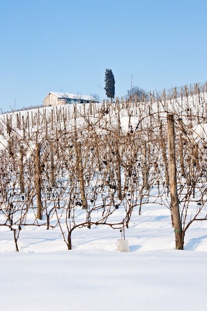 Image inhabituelle d'un vignoble en Toscane (Italie) pendant l'hiver