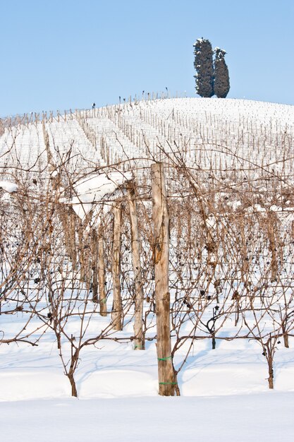 Image inhabituelle d'un vignoble en Toscane (Italie) pendant l'hiver