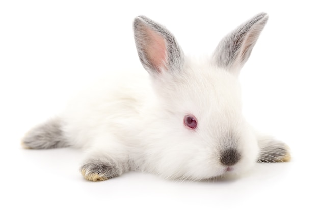 Image isolée d'un lapin blanc.