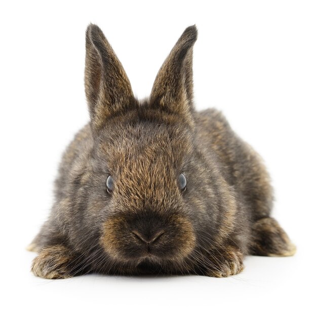 Image isolée d'un lapin brun