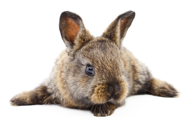 Image isolée d'un lapin brun